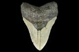 Fossil Megalodon Tooth - North Carolina #124428-1